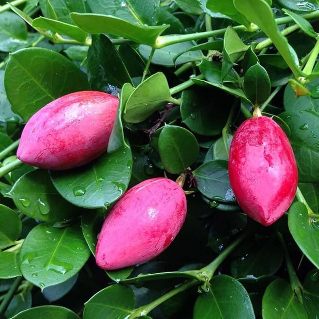 Thai Sweet Karonda Carissa Carandas Cherry Cherries Variety Fruit (Air Layering/Grafted) Plants & Tree(1-2 Feet Size) - Tapobon
