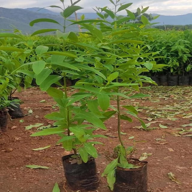 White Sandalwood Chandan Avenue Plants & Tree(1.5-3 Feet Size) - Tapobon