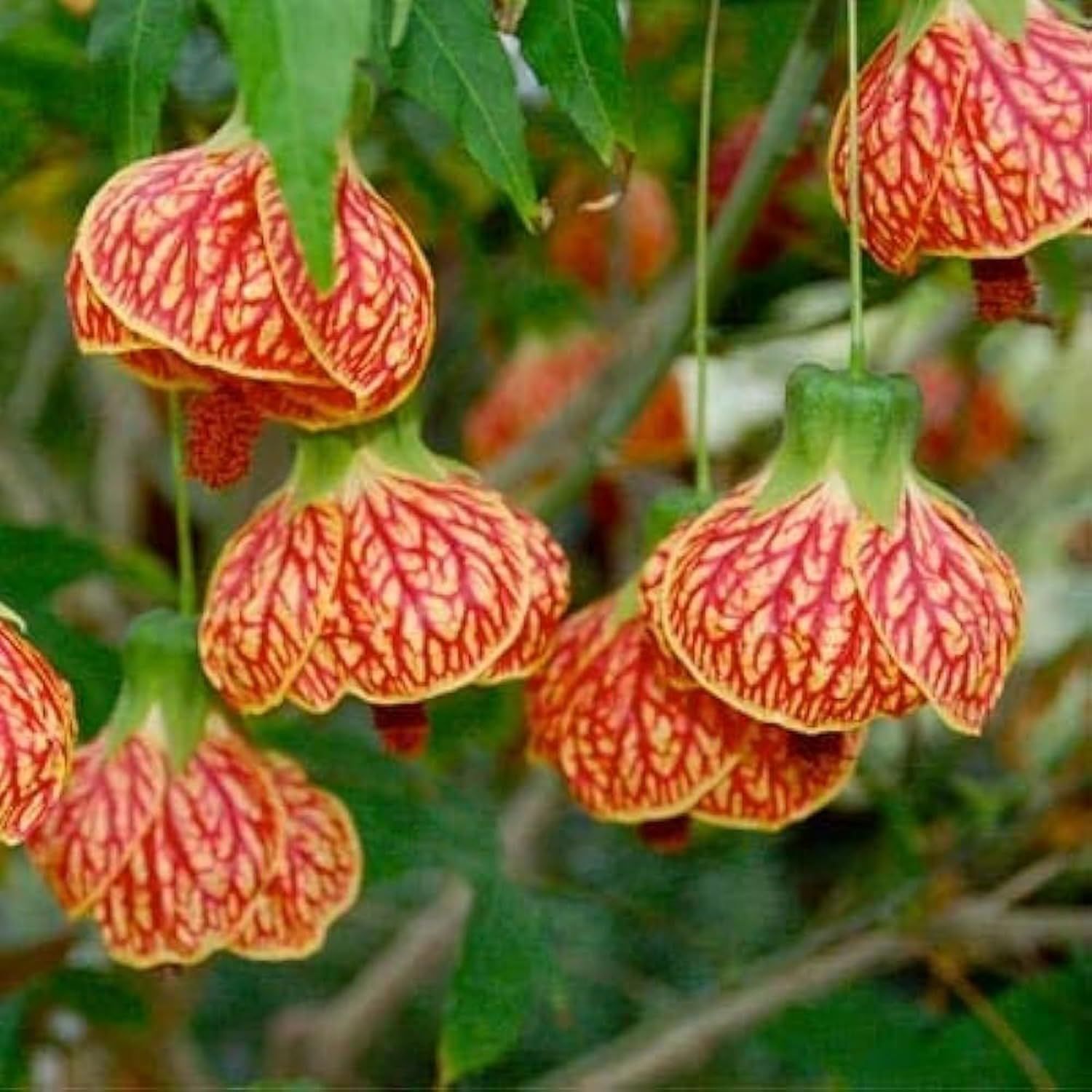 Lantern Lanthana Hibiscus Joba Gudhal Flower Plants & Tree(1-2 Feet Size) - Tapobon