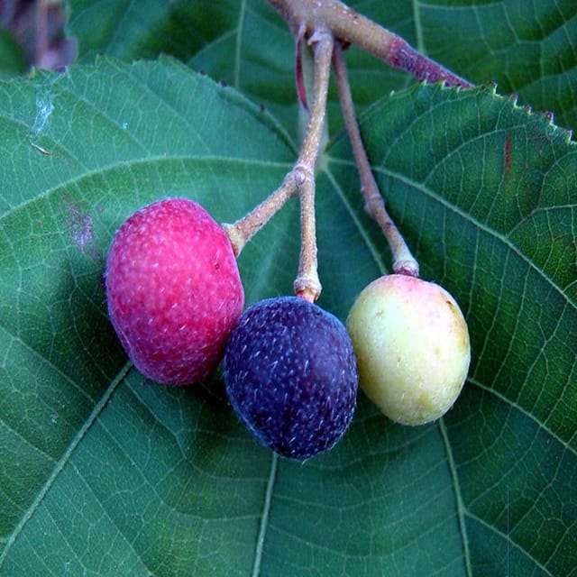Phalsa Falsa Berry Fruit (Air Layering/Grafted) Plants & Tree(1.5-3 Feet Size) - Tapobon