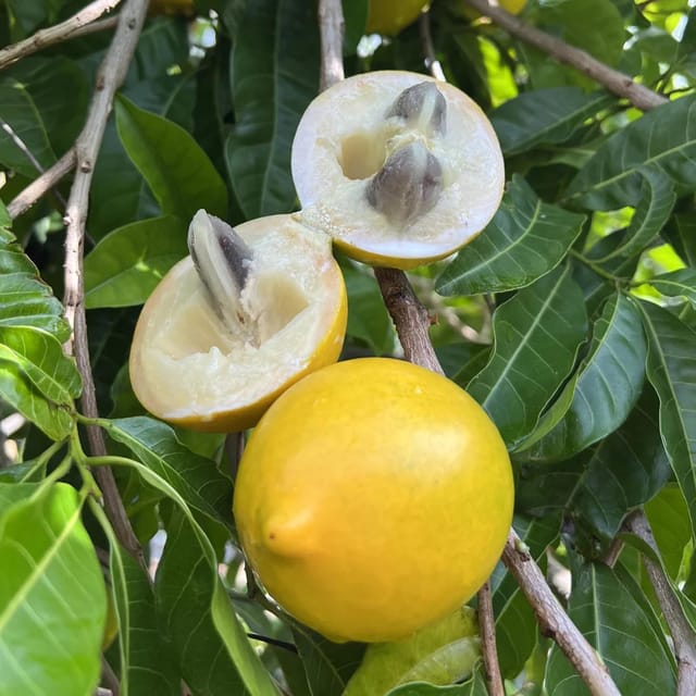 Abu Abiu Pouteria Caimito Fruit Variety Fruit Plants & Tree(1.5-3 Feet Size) - Tapobon