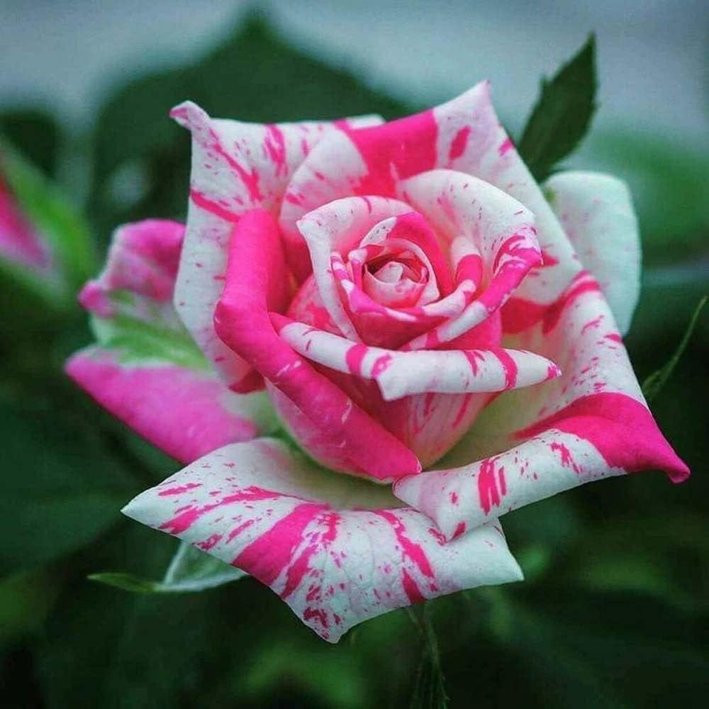 Bi-Color Rose Fragrant Flower Plant (1-2 Feet Height) - Tapobon