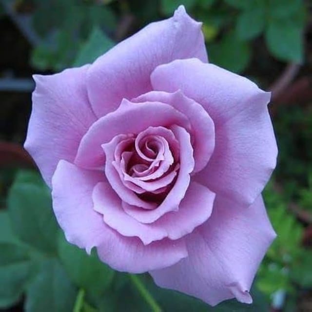 Blue Moon  Rose Fragrant Flower Plant (1-2 Feet Height) - Tapobon
