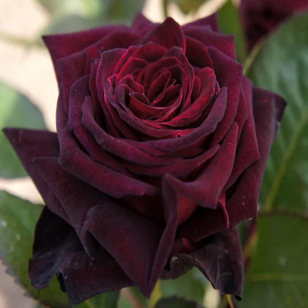 Deep Red Rose Fragrant Flower Plant (1-2 Feet Height - Tapobon