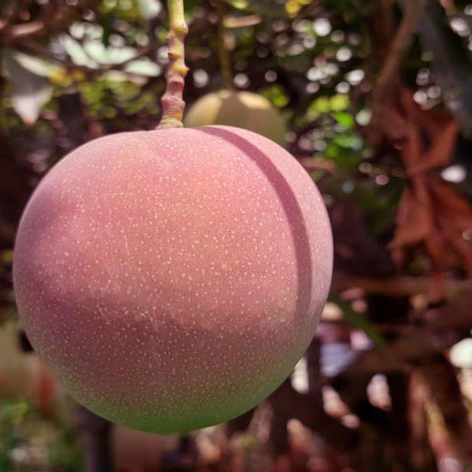 Mango Apple Variety Grafted Aam Fruit Plants & Tree(1.5-3 Feet Size) - Tapobon