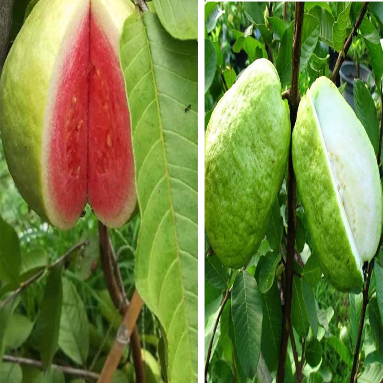 Combo Guava Thailand Thai Red Flesh and Thai 7 Amrood Variety Fruit (Air Layering/Grafted) Plants & Tree(1.5-3 Feet Size) (Pack of 2) - Tapobon