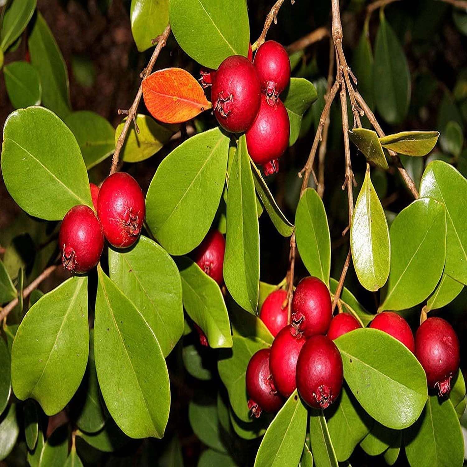 Guava Red Strawberry Amrood Variety Fruit (Air Layering/Grafted) Plants & Tree(1.5-3 Feet Size) - Tapobon