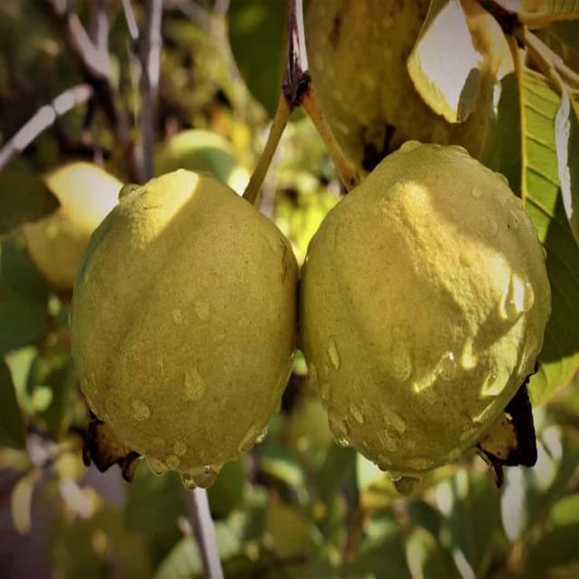 Guava Thai Golden 8 Amrood Variety Fruit (Air Layering/Grafted) Plants & Tree(1.5-3 Feet Size) - Tapobon