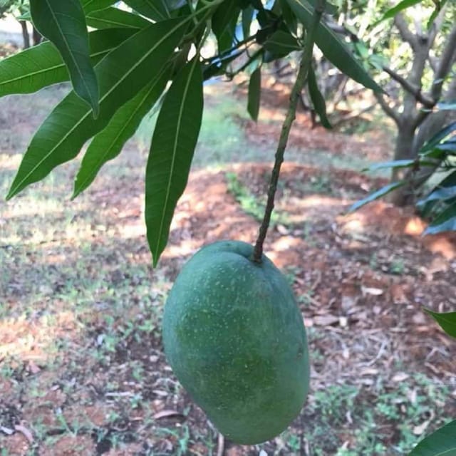Mango Imam Pasand Himayat Humayun Pasand Variety Grafted Aam Fruit Plants & Tree(1.5-3 Feet Size) - Tapobon