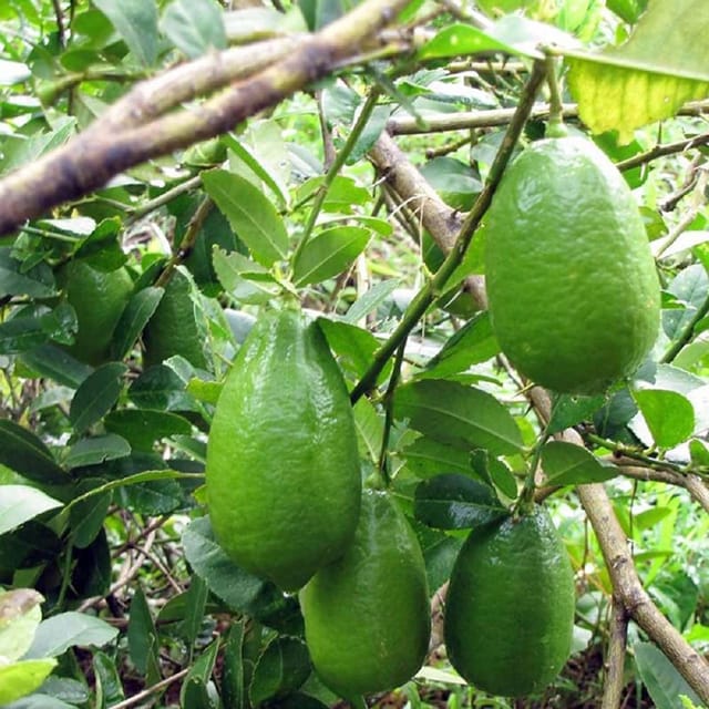 Nimbu Gandharaj Aroma king Lemon Variety Fruit (Air Layering/Grafted) Plants & Tree(1-2 Feet Size) - Tapobon
