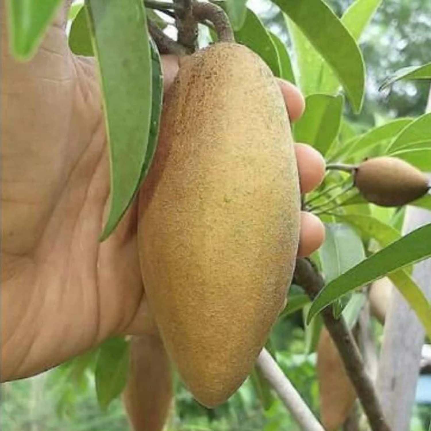 Chikoo Thai Banana Long Sapota variety Grafted Fruit Plants & Tree(1.5-3 Feet Size) - Tapobon