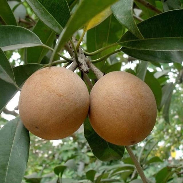 Chikoo Cricket Ball Sapota variety Grafted Fruit Plants & Tree(1.5-3 Feet Size) - Tapobon