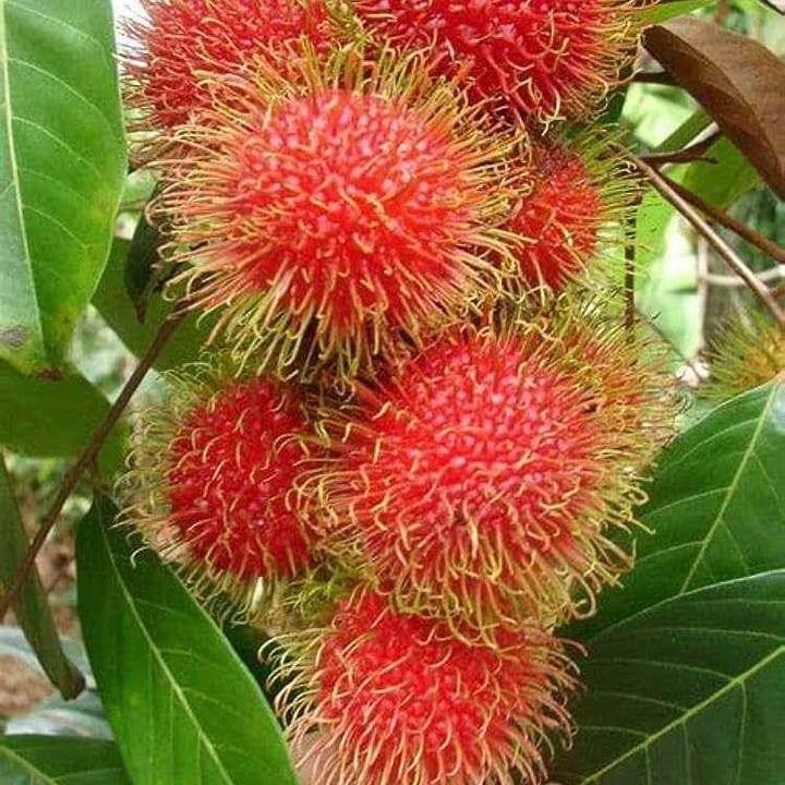 Rambutan ( Grafted ) Plant For Outdoor Gardening