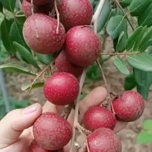 Red Png Pong Longhon Plant For Outdoor Gardening