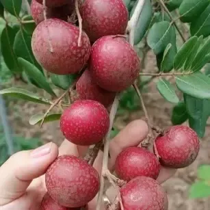 Red Png Pong Longhon Plant For Outdoor Gardening