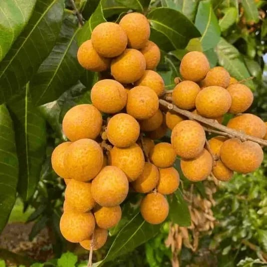 Ping Pong Longhon Plant For Outdoor Gardening