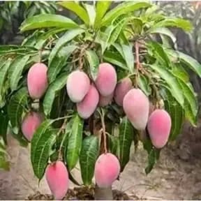 Bn 7 Mango Plant For Outdoor Gardening