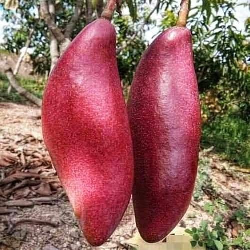 King Of Chakupat Mango (Grafted) Plant For Outdoor Gardening