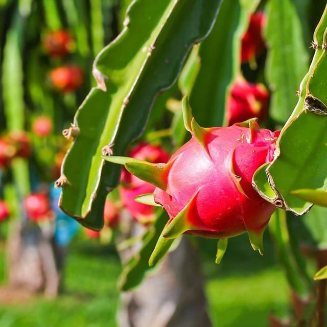 Red Dragon Plant For Outdoor Gardening