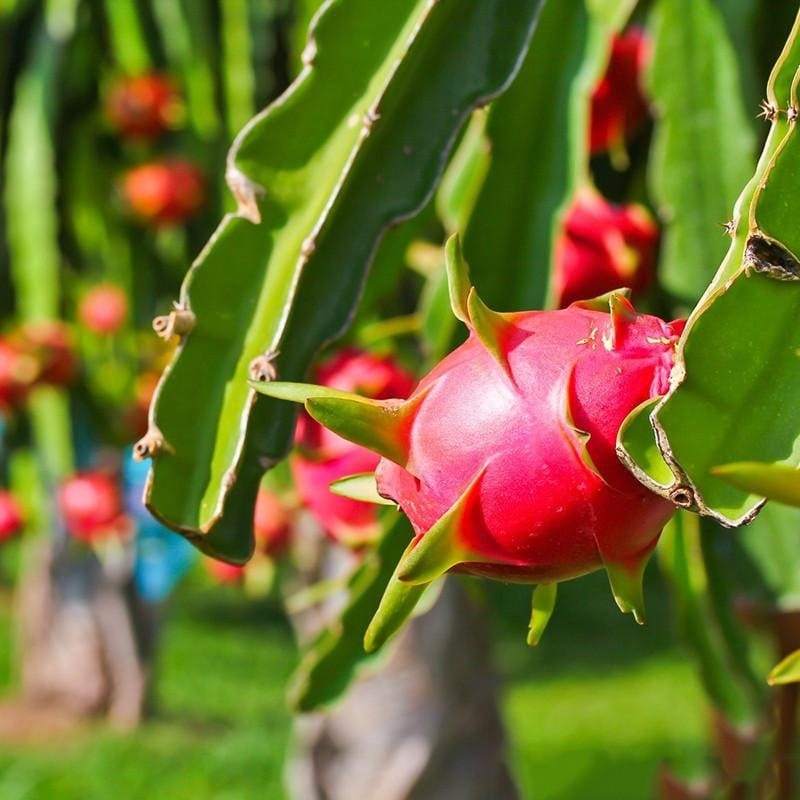 Red Dragon Plant For Outdoor Gardening