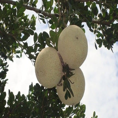 Thai Wood Appel Grafted Plant For Outdoor Gardening