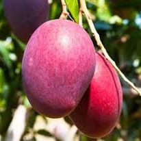 Red Palmar Mango Plant For Outdoor Gardening