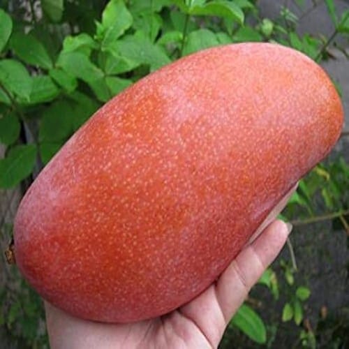 Red Banana Mango Plant For Outdoor Gardening