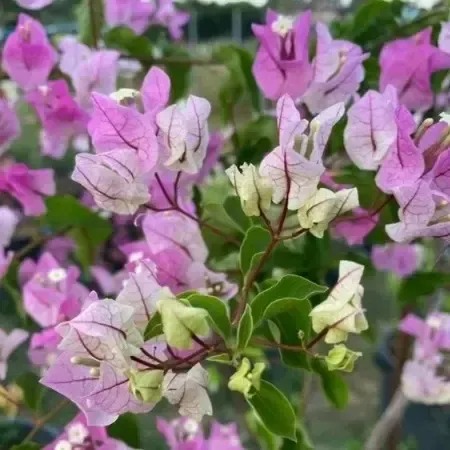 Bougainvillea Flower Thai Chilli Ice Cream Plant For Outdoor Gardening