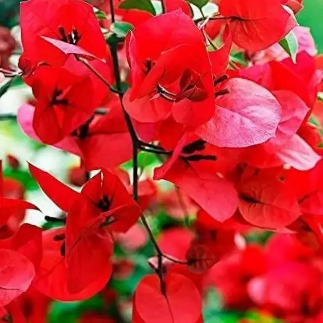 Bougainvillea Flower Red Plant For Outdoor Gardening