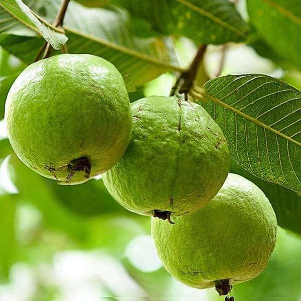 Vnr Guava (Grafting) Amrud Plant For Outdoor Gardening
