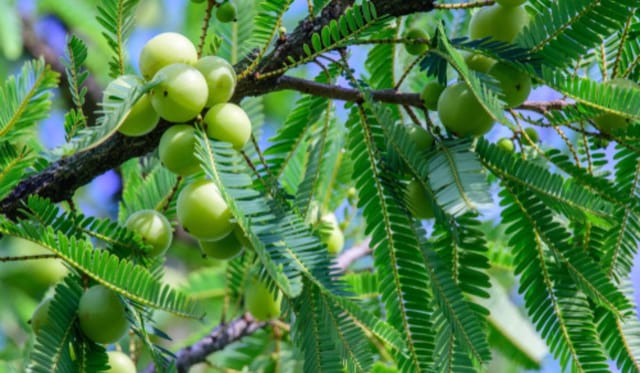Thailand'S Amla Pack Of 01 Plant For Outdoor Gardening