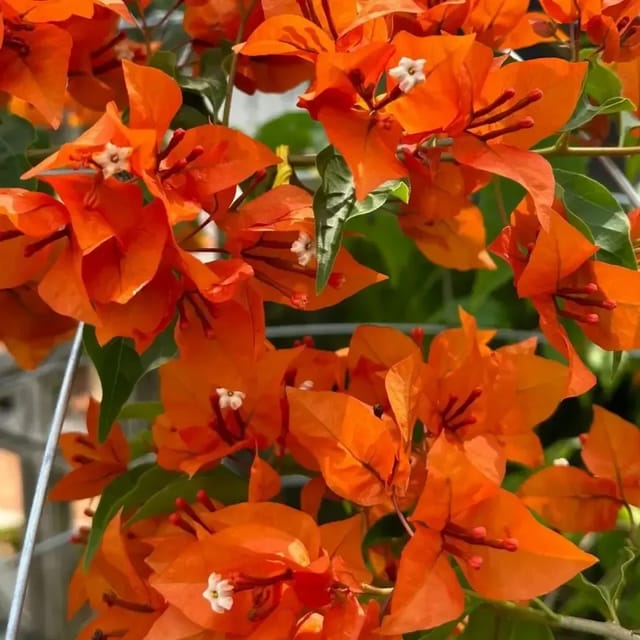 Bougainvillea Flower Orange Plant For Outdoor Gardening
