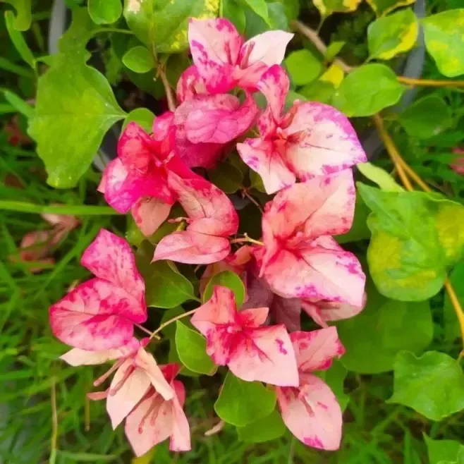 Bougainvillea Flower Thai Red September Plant For Outdoor Gardening