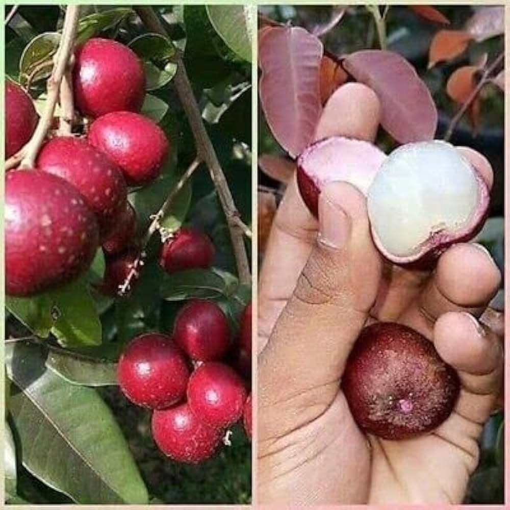 Red Ruby Longhon ( Grafted) Plant For Outdoor Gardening