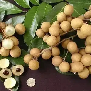 Khaki Longhon Plant For Outdoor Gardening