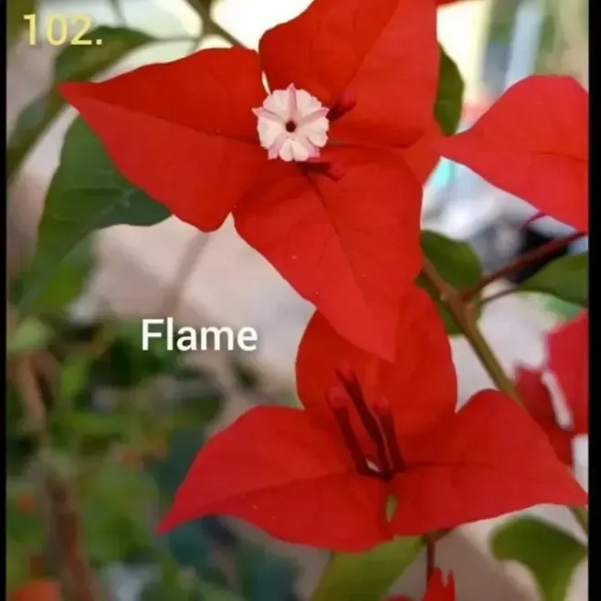Bougainvillea Flame Thai Variety Plant For Outdoor Gardening