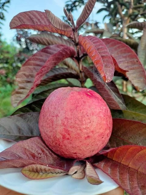 BLACK DIAMOND GUAVA PLANT