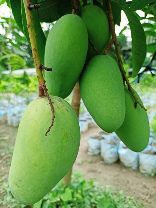 All Time Catimon Mango Plant For Outdoor Gardening