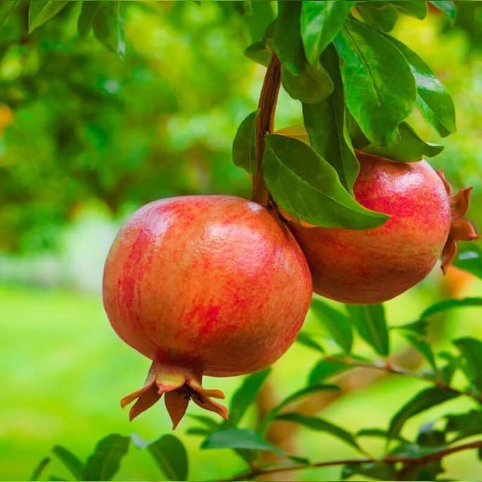 Pomegranate (Super Bhagwa Anar) Plant For Outdoor Gardening