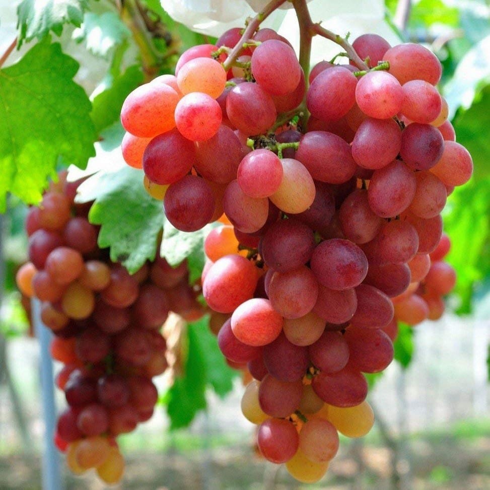Red Globe Grapes Plant For Outdoor Gardening