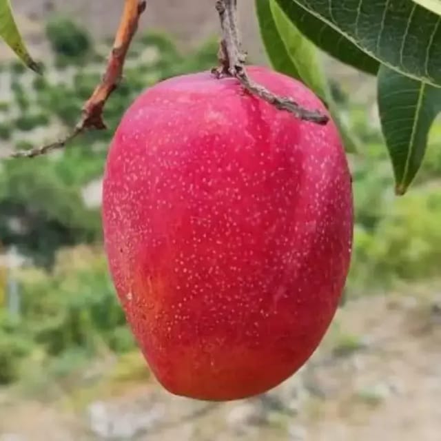 Taiwan Red Mango Plant For Outdoor Gardening