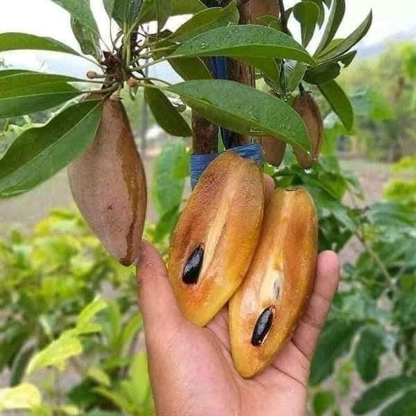 Thai All Time Long Chiku Grafted Plant For Outdoor Gardening