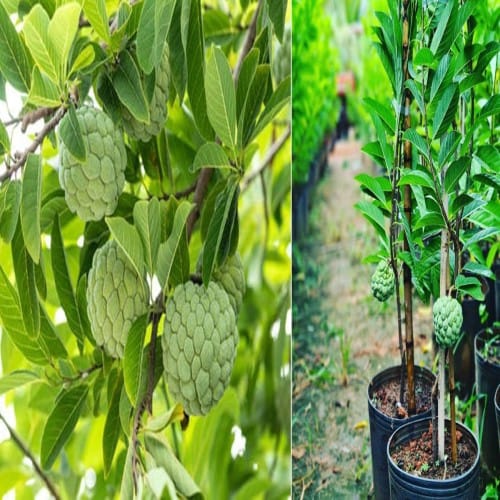 Thai Green Custard Apple Plant For Outdoor Gardening