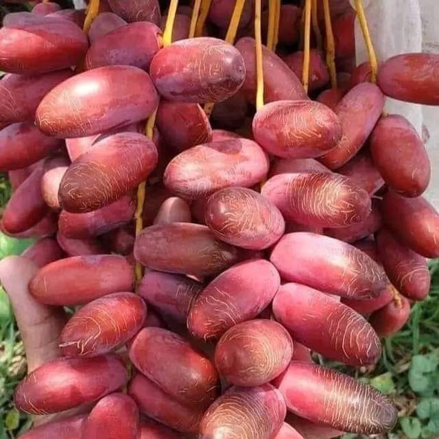 Ajwa Date Palm Plant For Outdoor Gardening