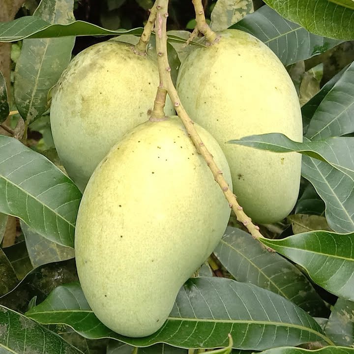 All Time Vastara Mango ( Grafted ) Plant For Outdoor Gardening