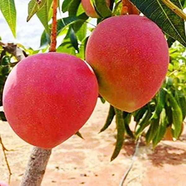 Miazaki Mango Plant For Outdoor Gardening