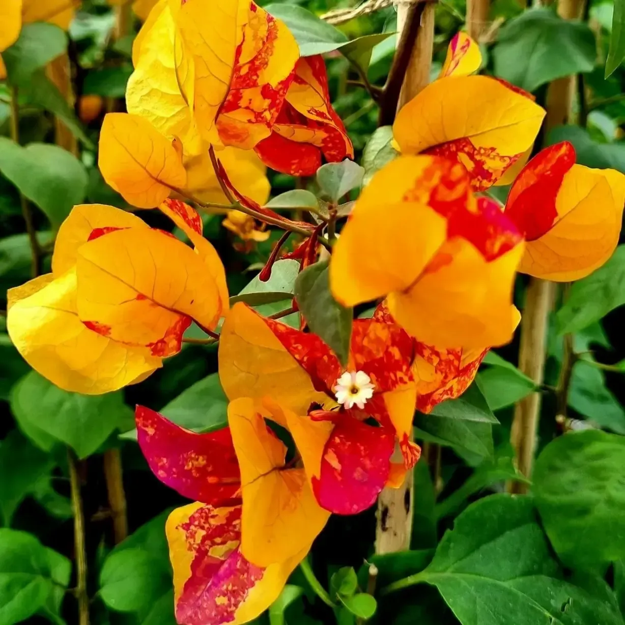 Adarna Thai Bougainvillea Flower Plant For Outdoor Gardening