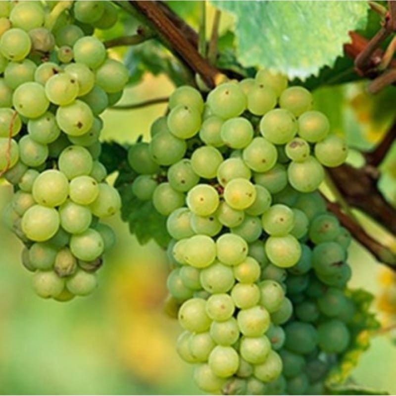 Thai Grapes Plant For Outdoor Gardening