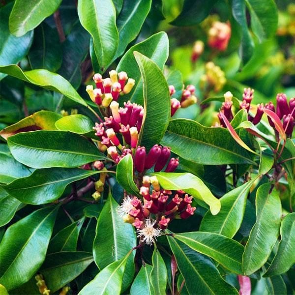 Clove plant/ long plant for outdoor gardening