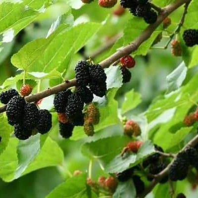 Mulberry ( Grafted ) Short Type Plant For Outdoor Gardening